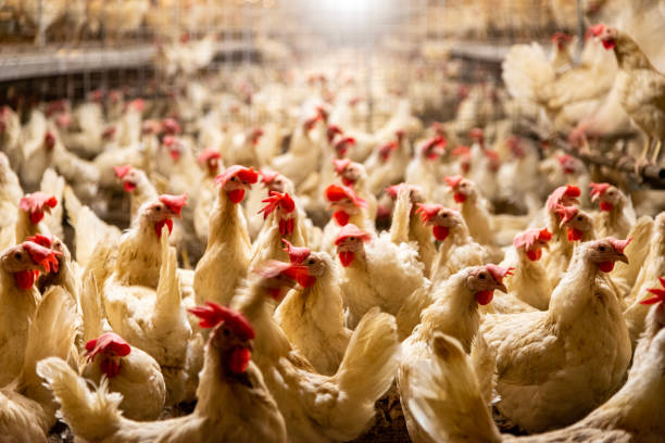 Interior of chicken farm with many white chickens