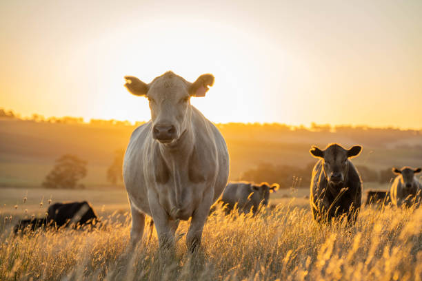 beautiful cattle in Australia  eating grass, grazing on pasture. Herd of cows free range beef being regenerative raised on an agricultural farm. Sustainable farming