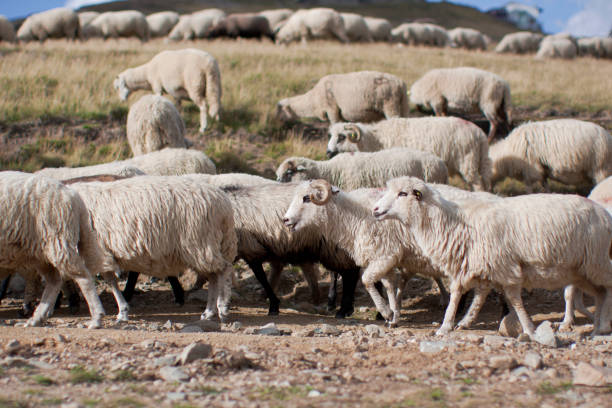 Sheeps on a country road