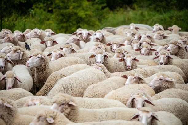 Sheep from a flock of sheep are standing in a pasture eating grass.